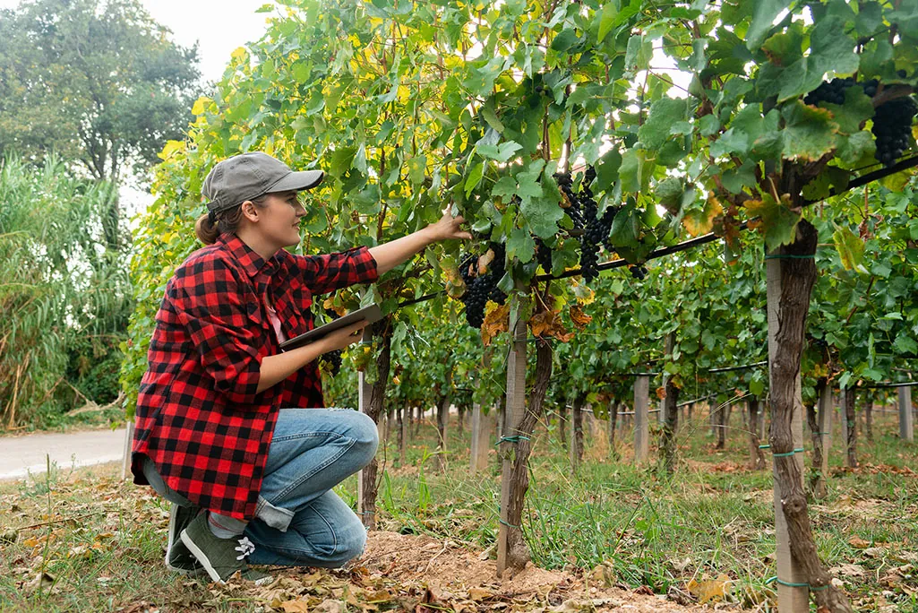 Grape Forecaster data and reports